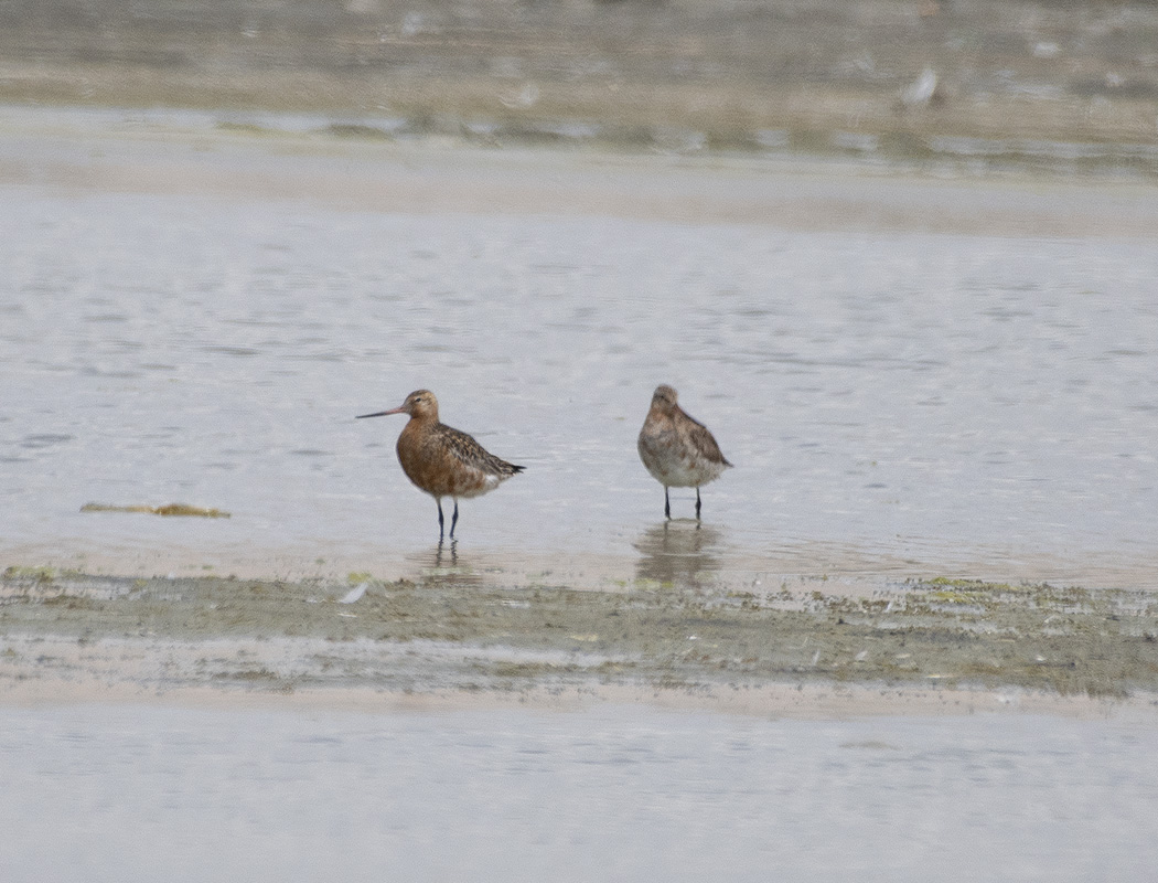 Bar-tailed Godwit