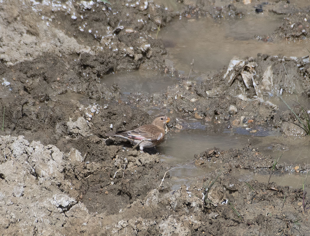 Eurasian Crimson-winged Finch