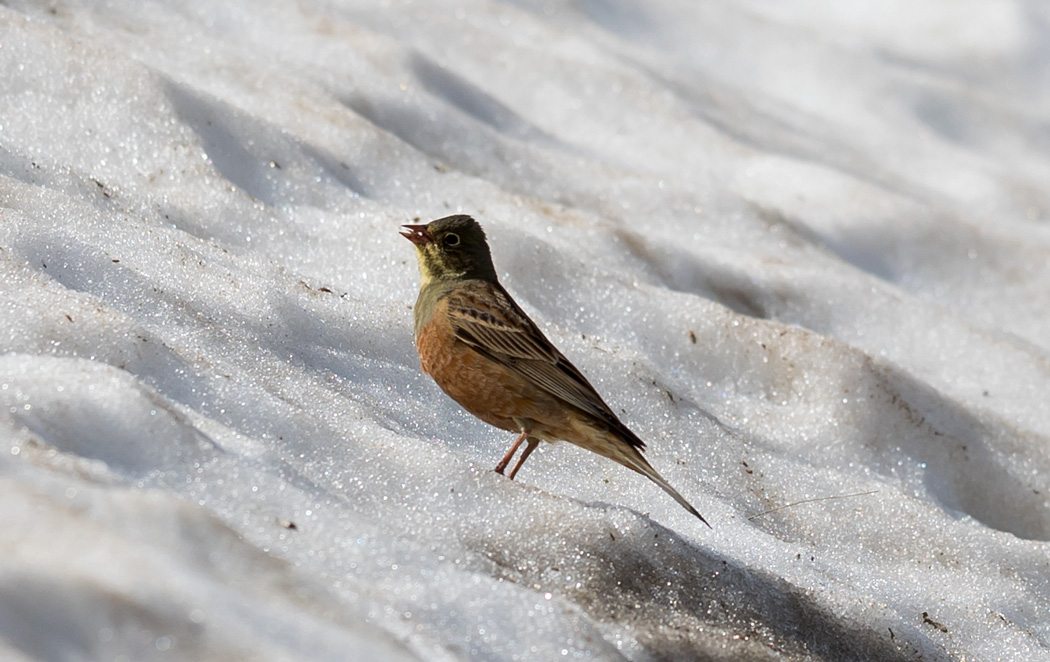 Ortolan Bunting