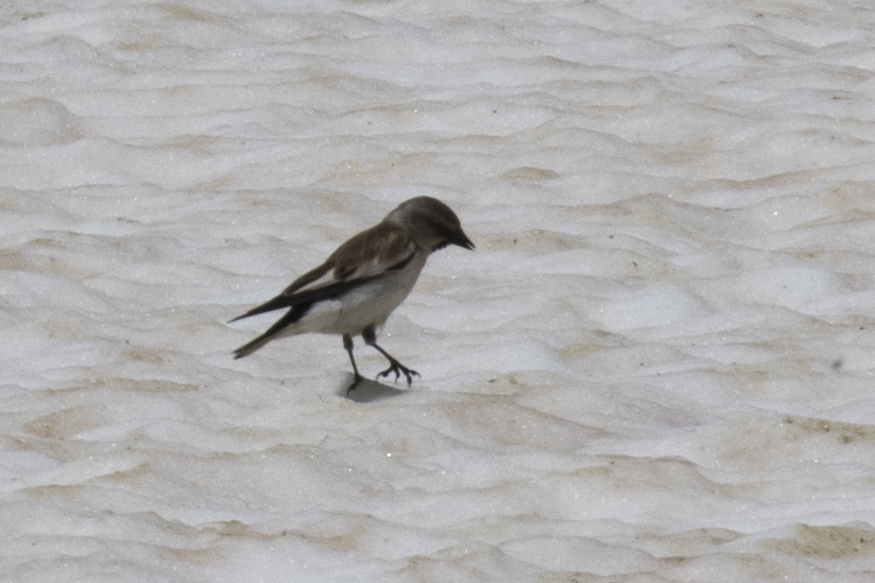 White-winged Snowfinch