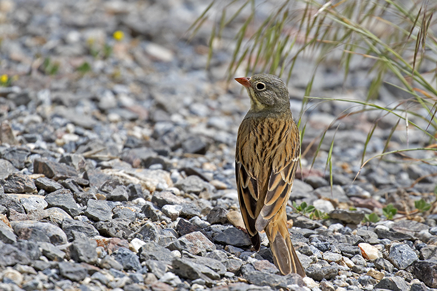 Ortolan Bunting