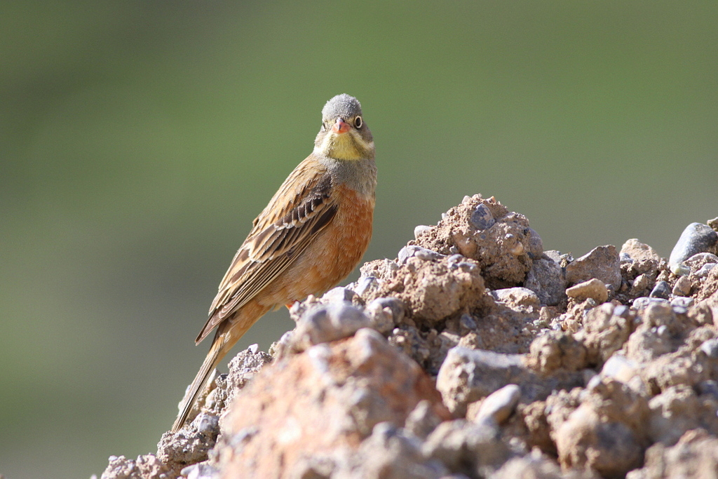 Ortolan Bunting