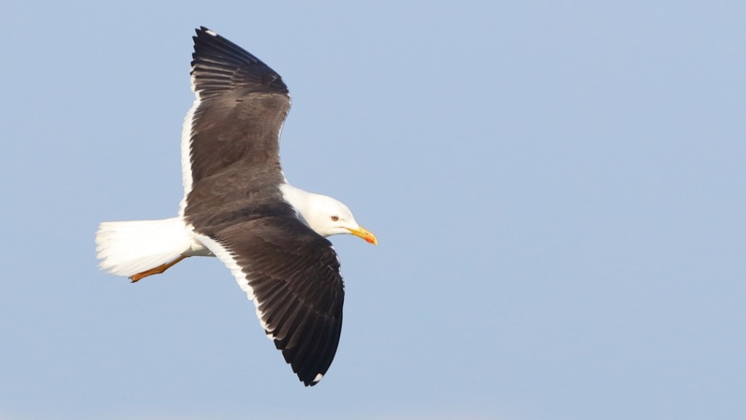 Lesser Black-backed Gull