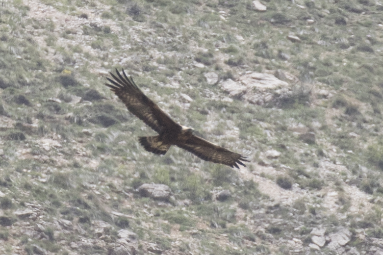 Eastern Imperial Eagle