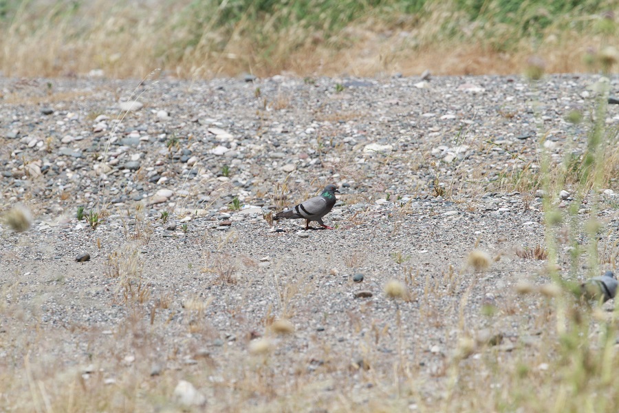Rock Dove