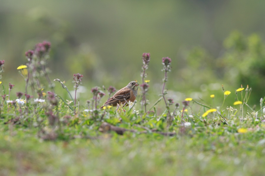 Ortolan Bunting