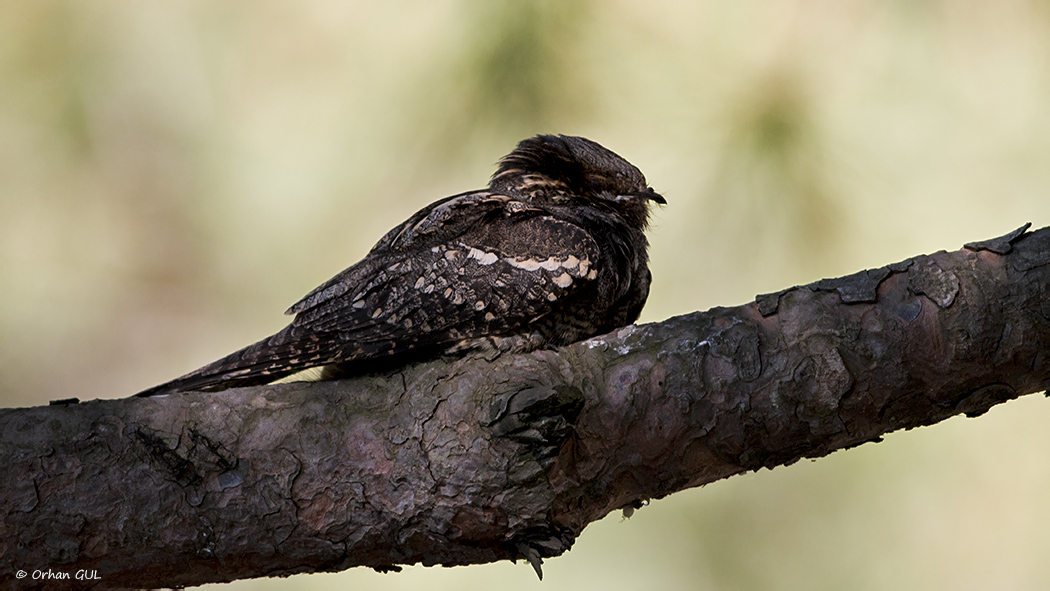 European Nightjar
