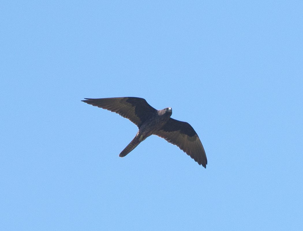 Eleonora`s Falcon