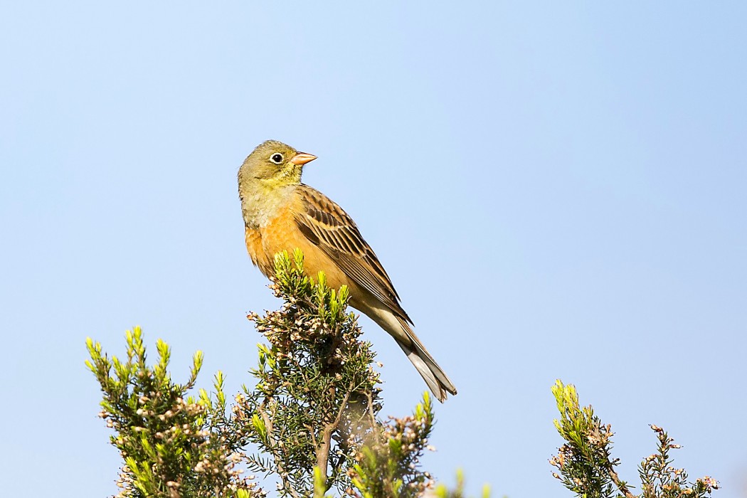 Ortolan Bunting