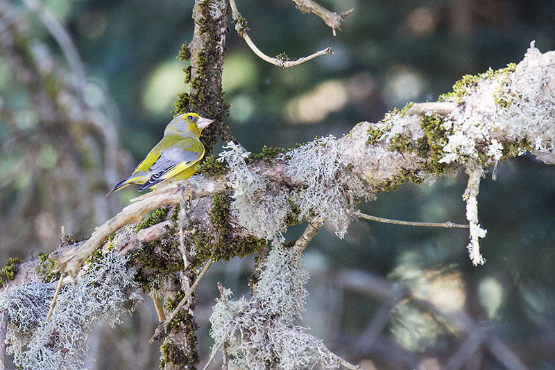 European Greenfinch