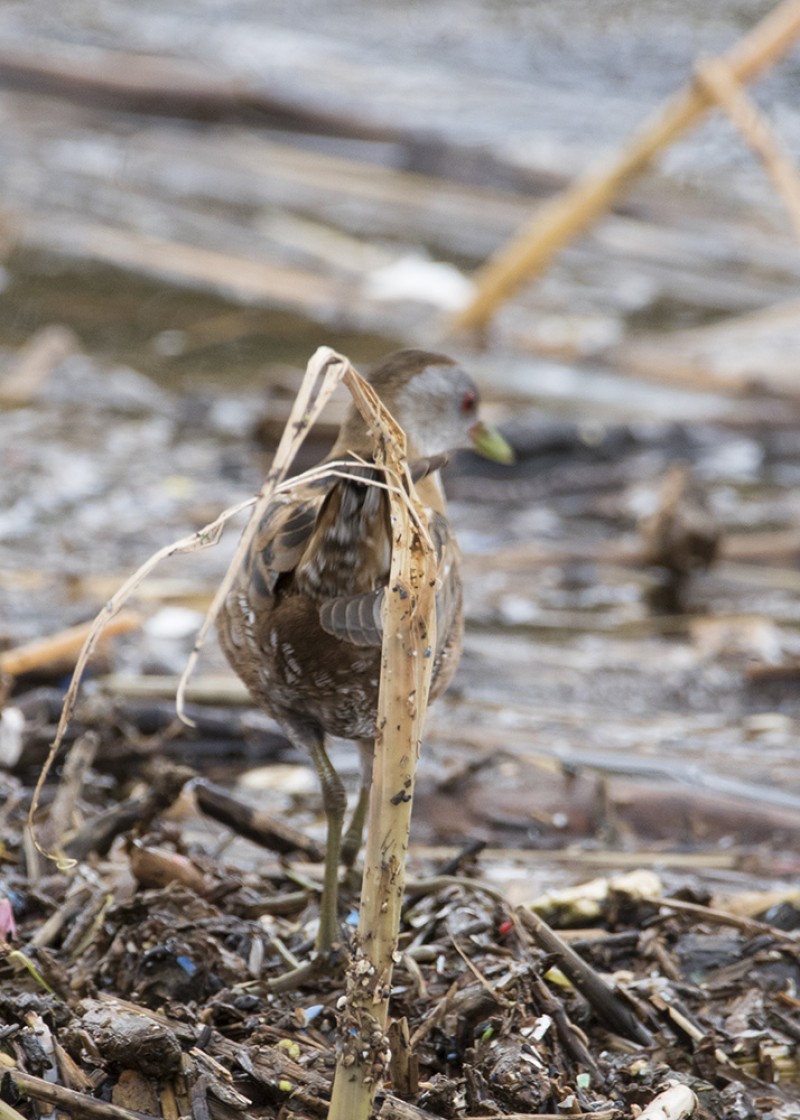 Little Crake