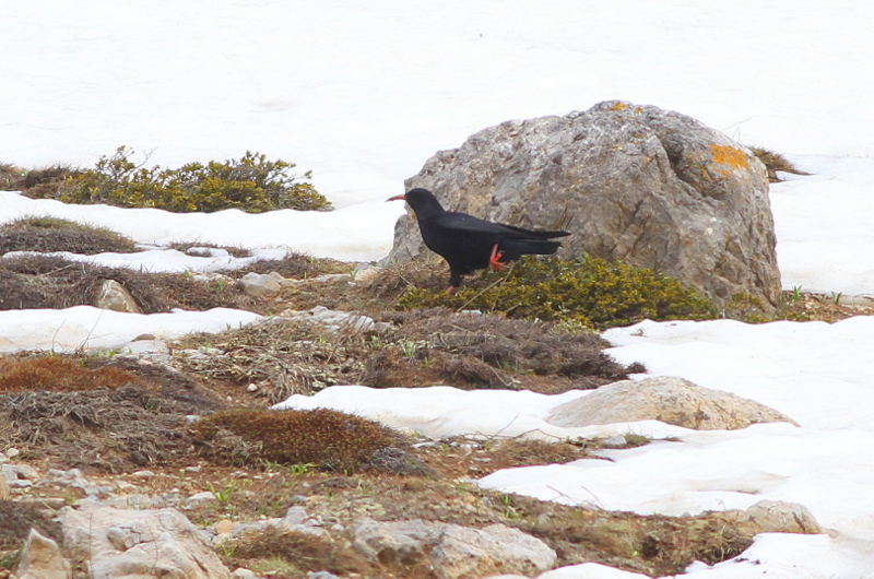 Red-billed Chough
