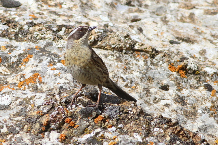 Radde`s Accentor
