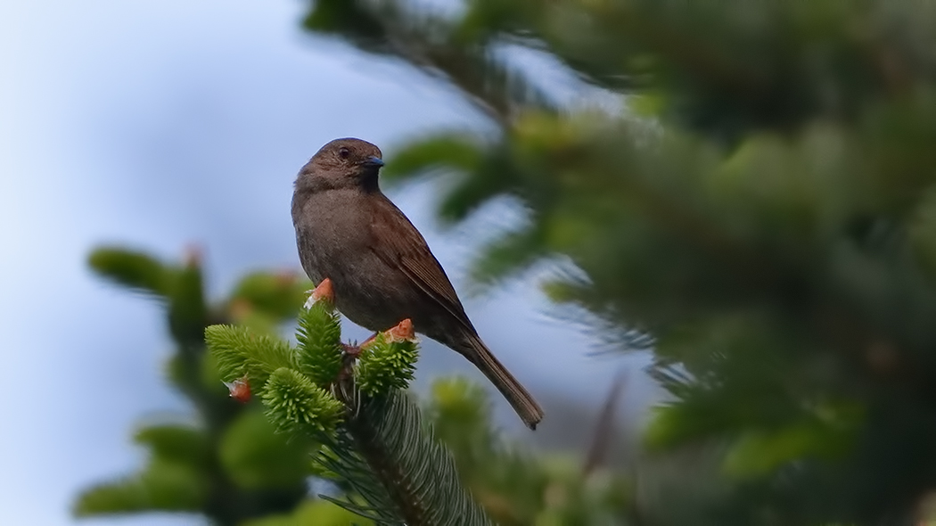 Dunnock