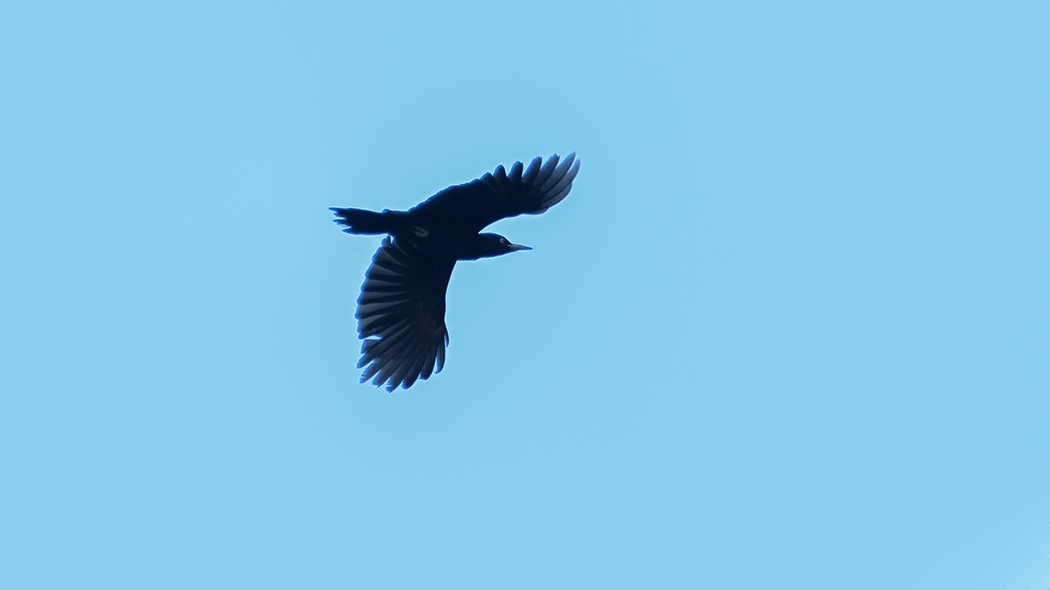 Black Woodpecker