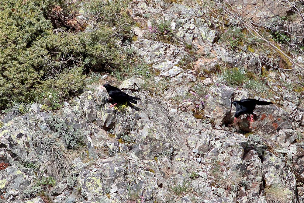Red-billed Chough
