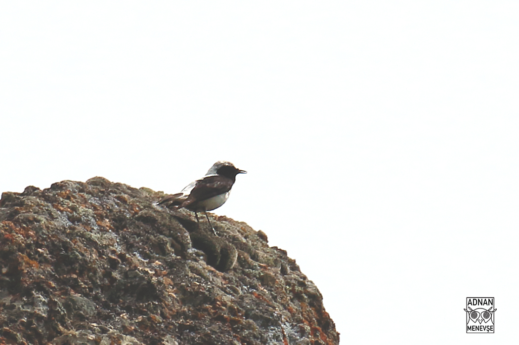 Aksırtlı Kuyrukkakan