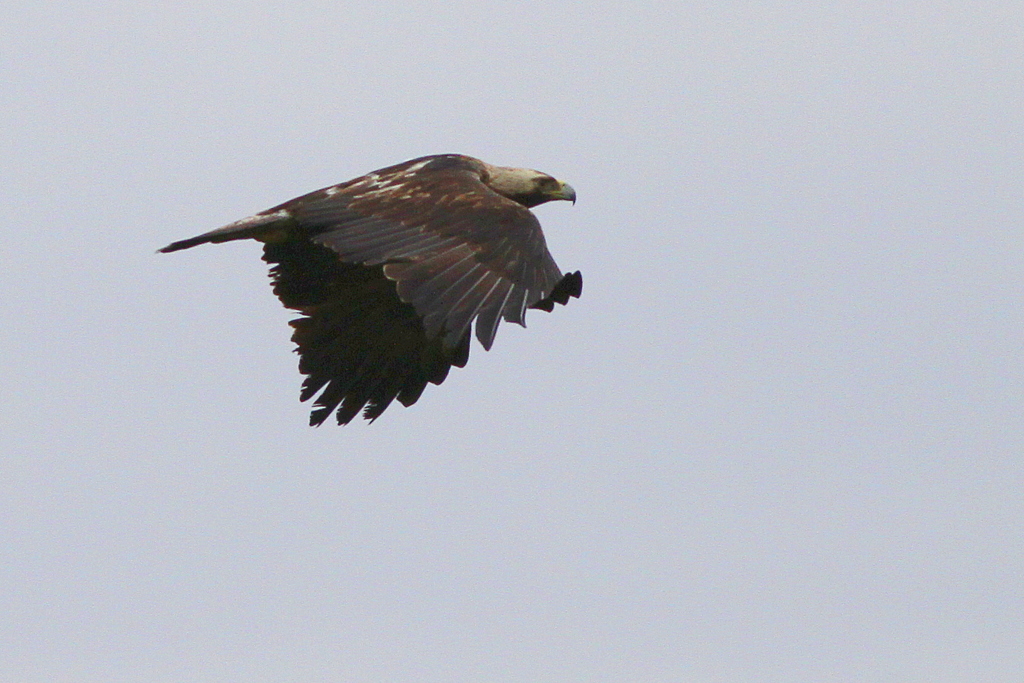 Eastern Imperial Eagle