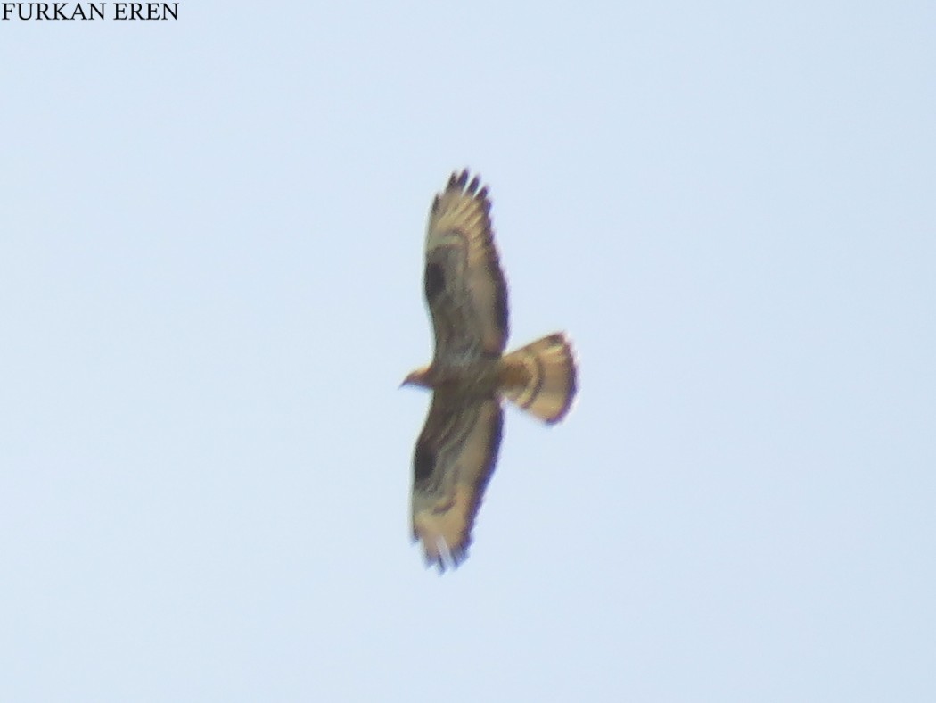 European Honey Buzzard