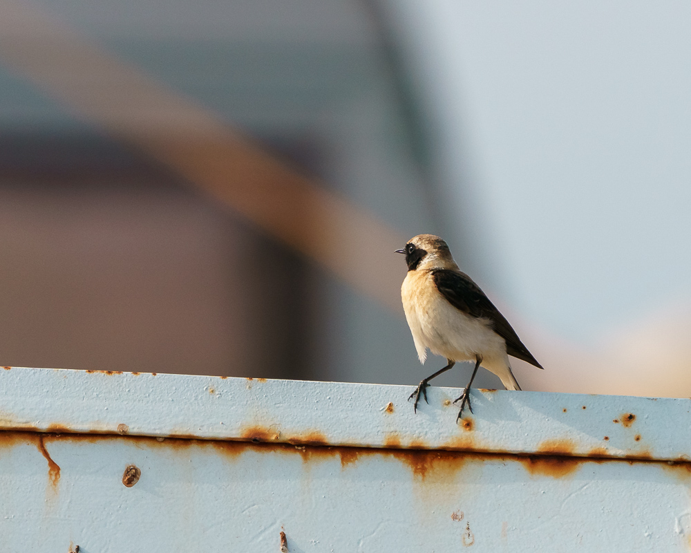 Karakulaklı Kuyrukkakan