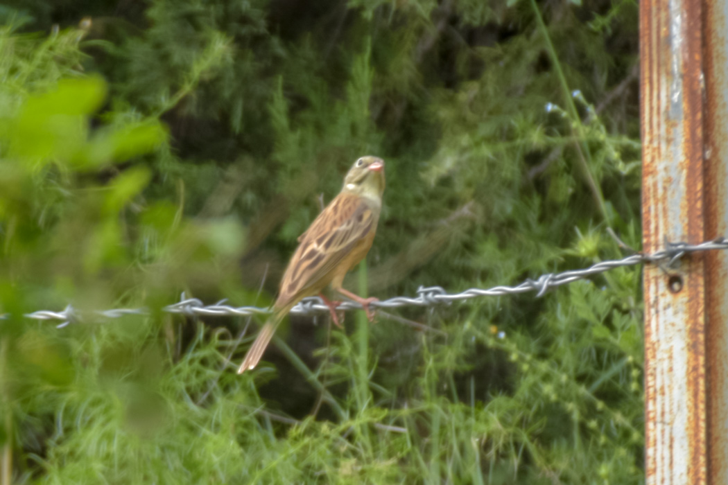 Ortolan Bunting
