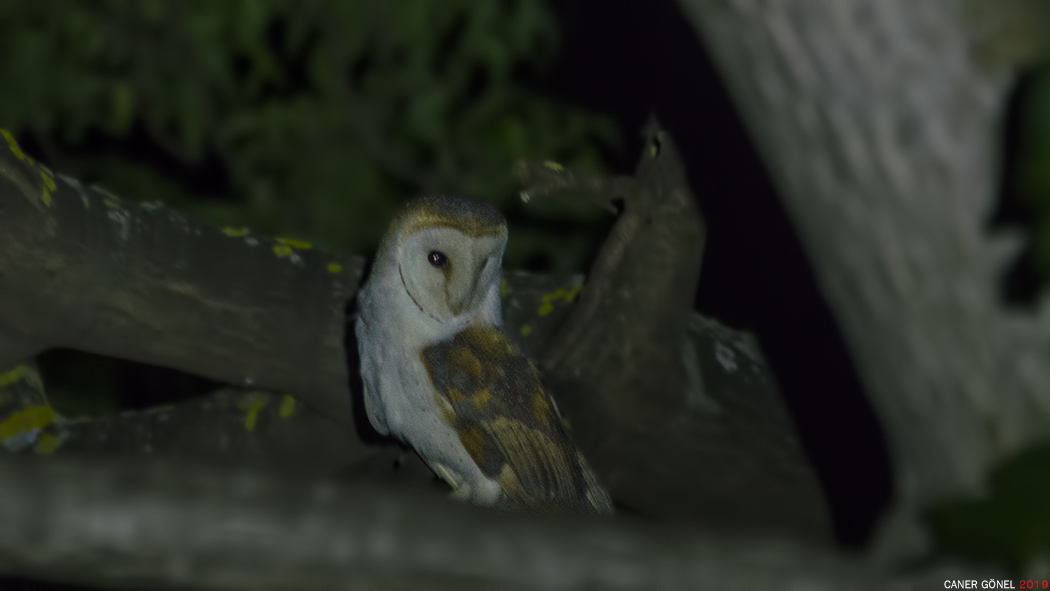 Western Barn Owl