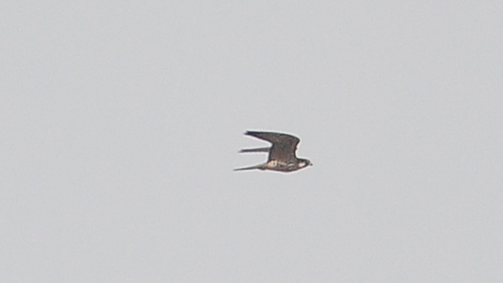 Eleonora`s Falcon