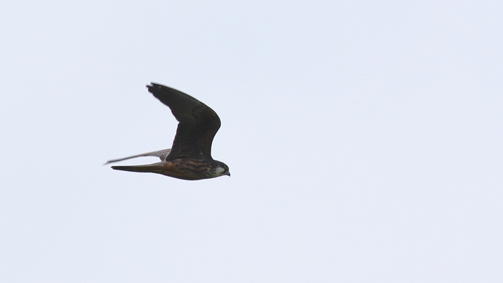 Eleonora`s Falcon