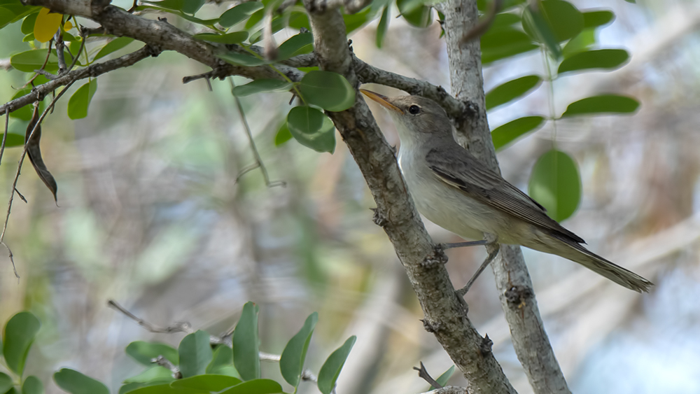 Olive-tree Warbler