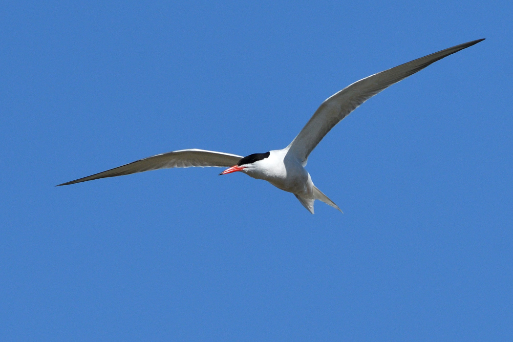 Caspian Tern