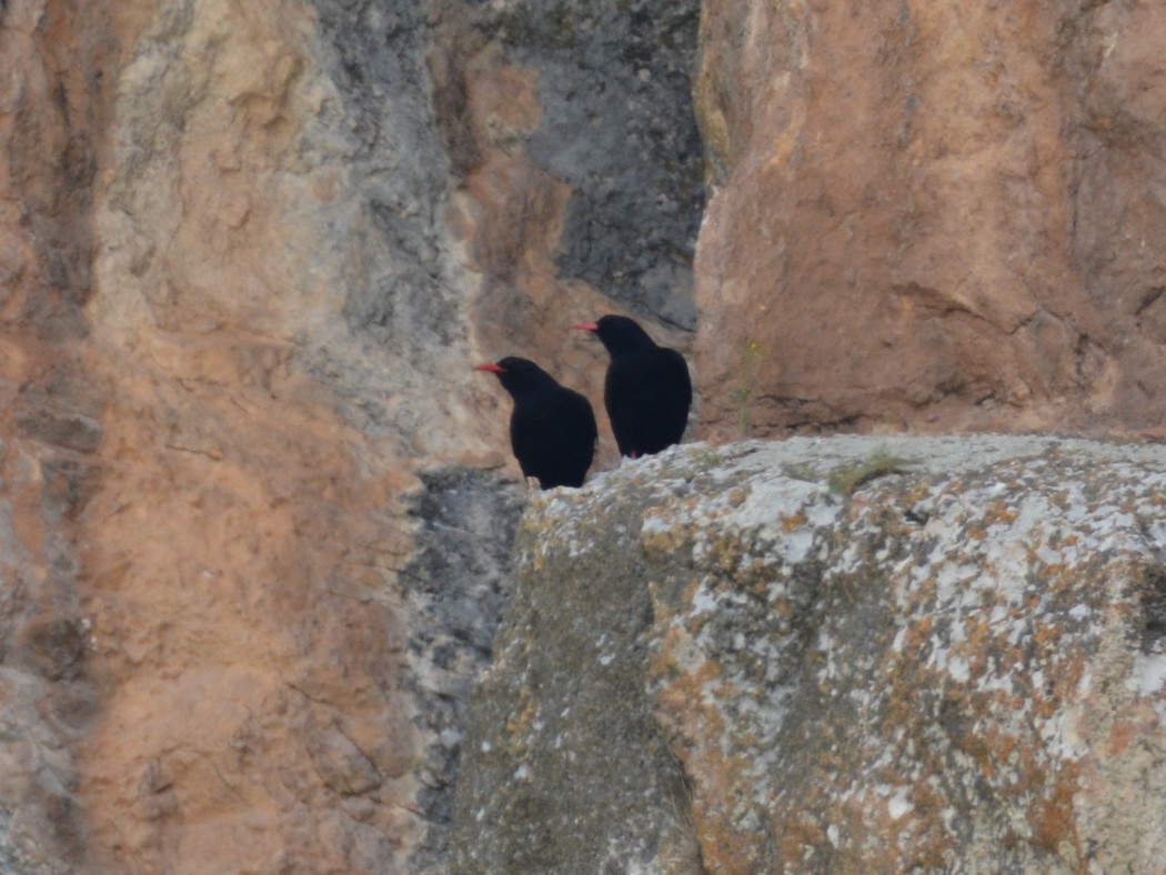 Red-billed Chough