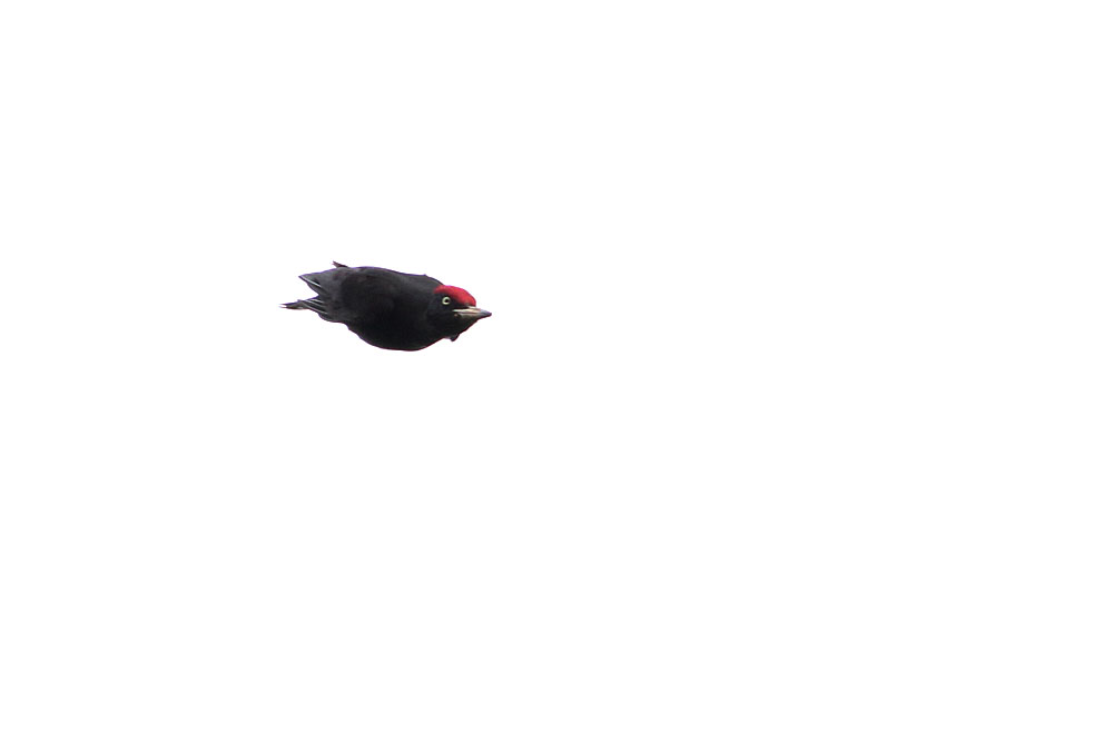 Black Woodpecker