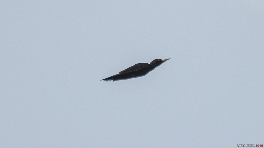 Black Woodpecker