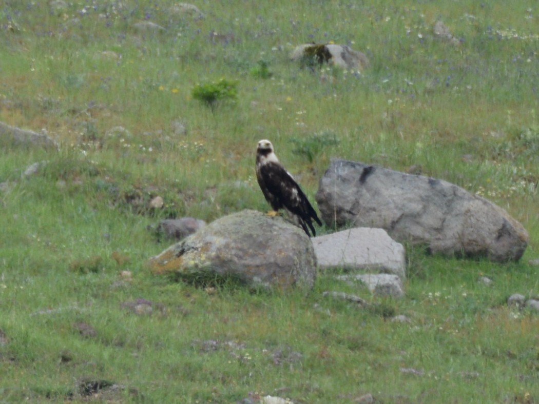 Eastern Imperial Eagle