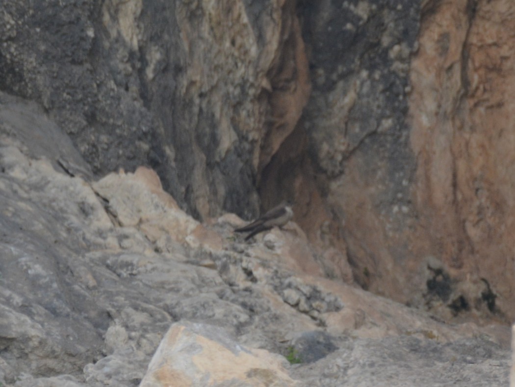 Eurasian Crag Martin