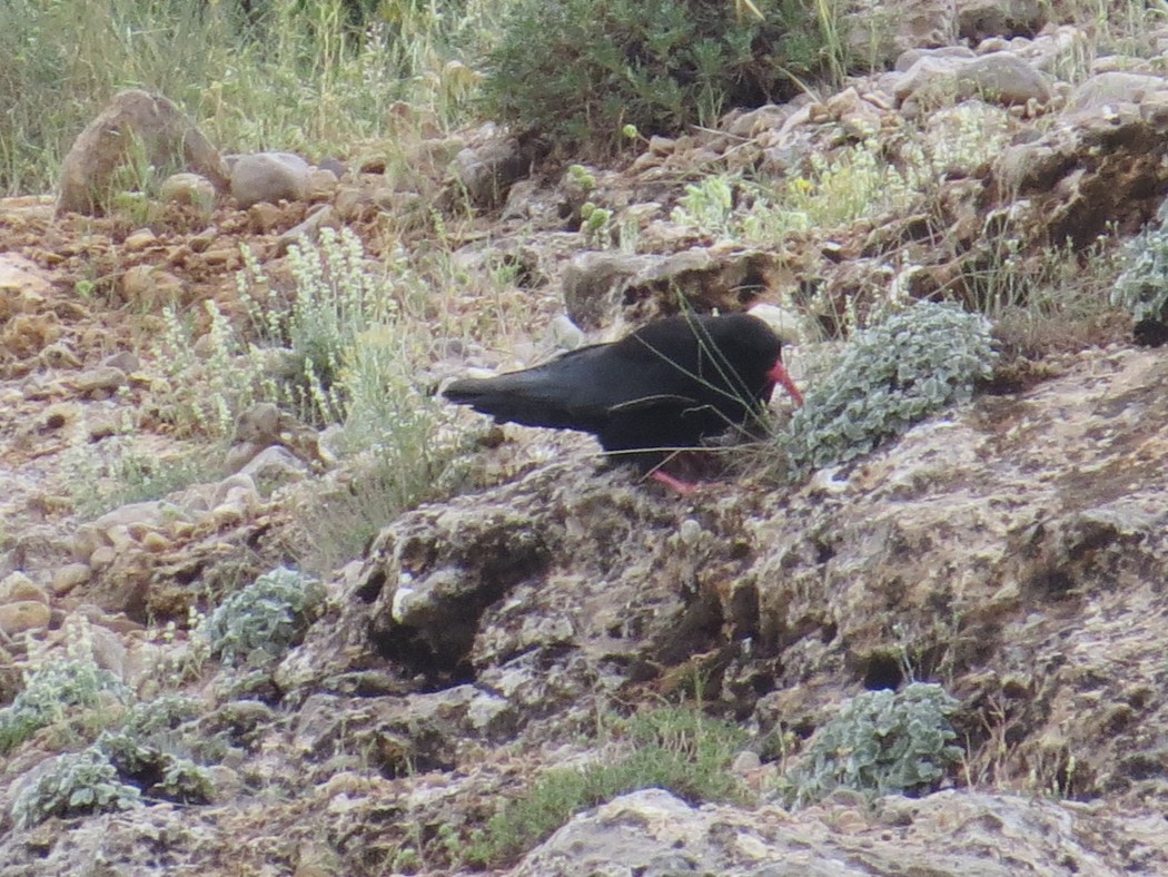 Red-billed Chough