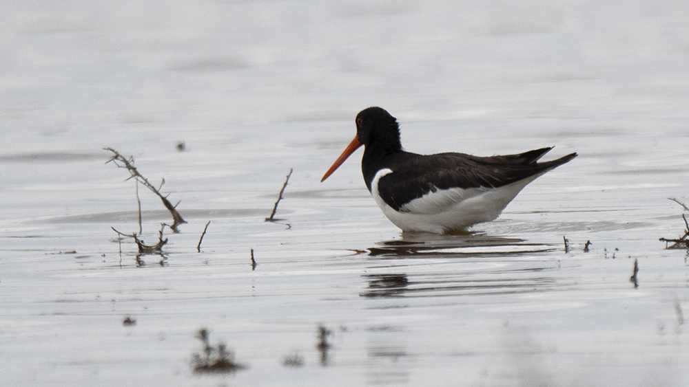 Eurasian Oystercatcher