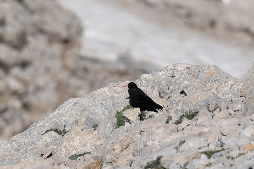 Red-billed Chough