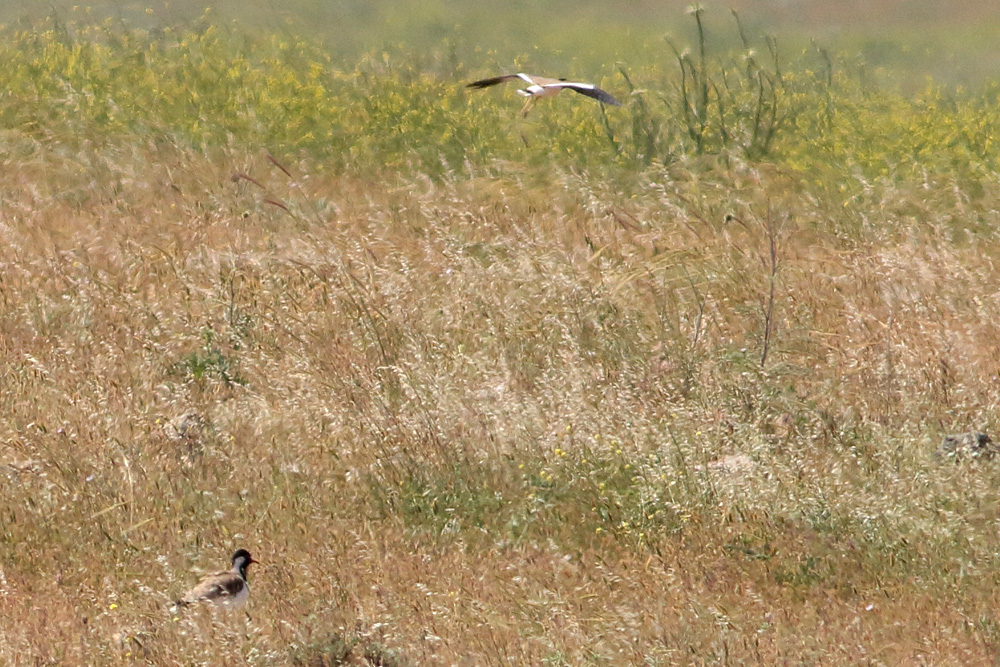 Red-wattled Lapwing
