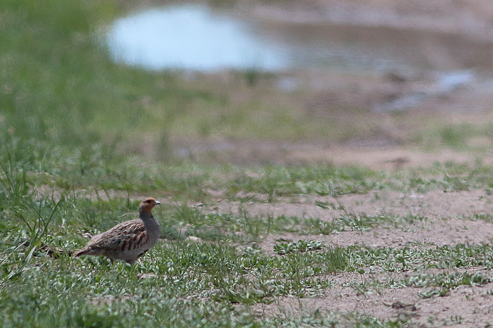 Grey Partridge