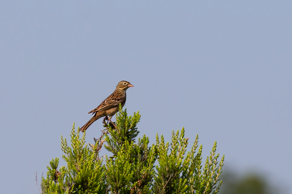 Ortolan Bunting
