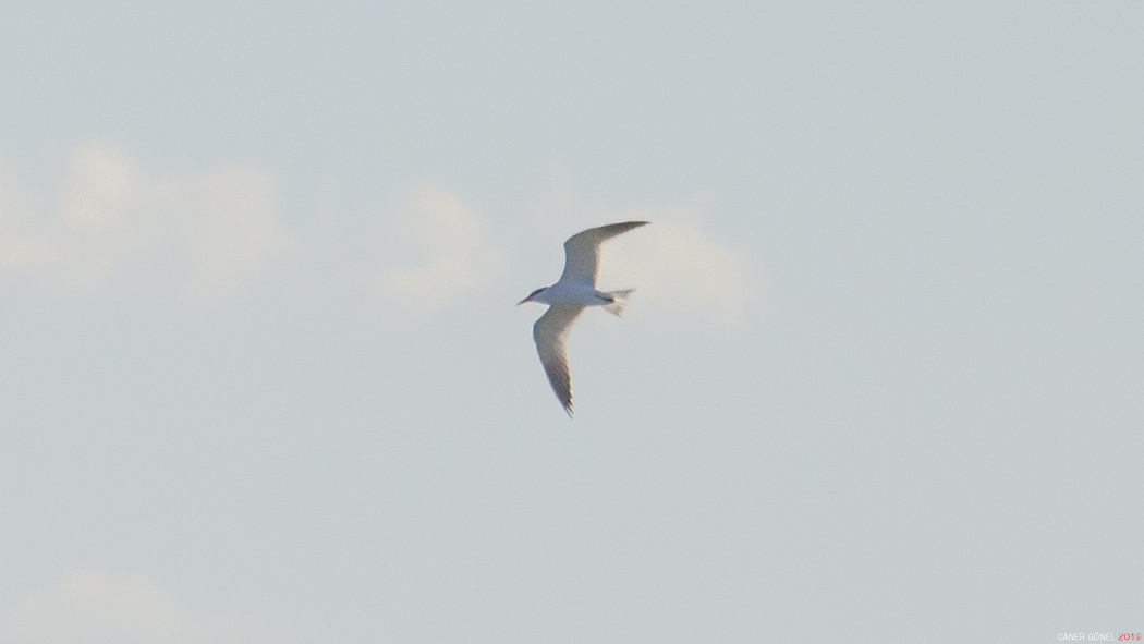 Caspian Tern