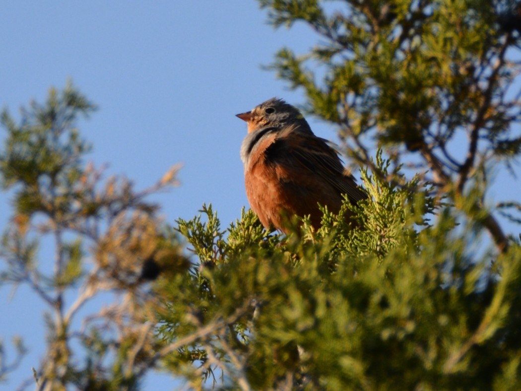 Cretzschmar`s Bunting