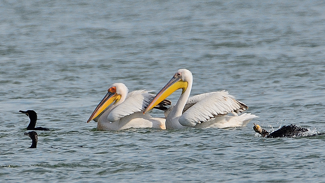 Ak Pelikan