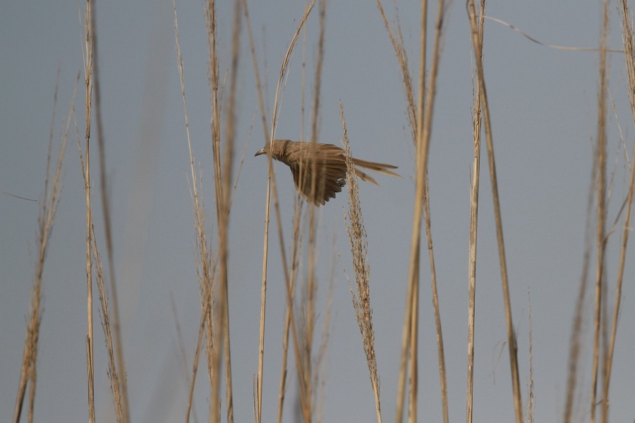 Iraq Babbler