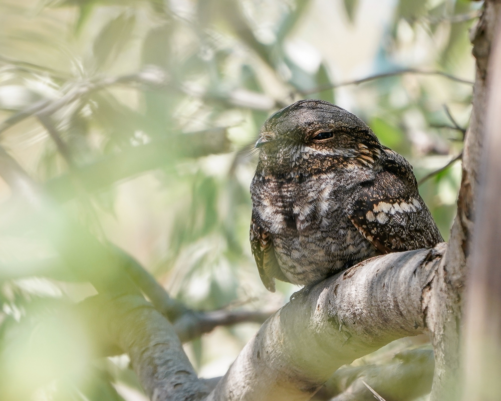 European Nightjar