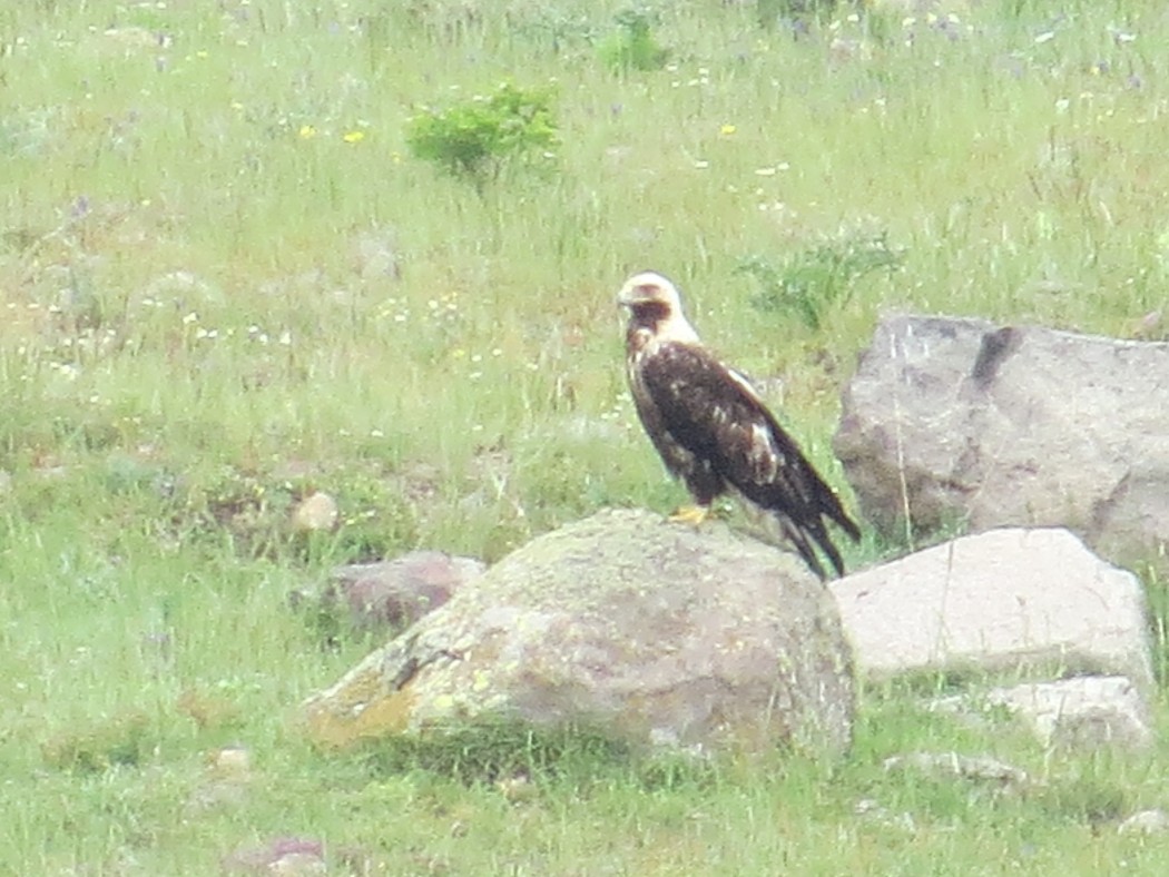 Eastern Imperial Eagle