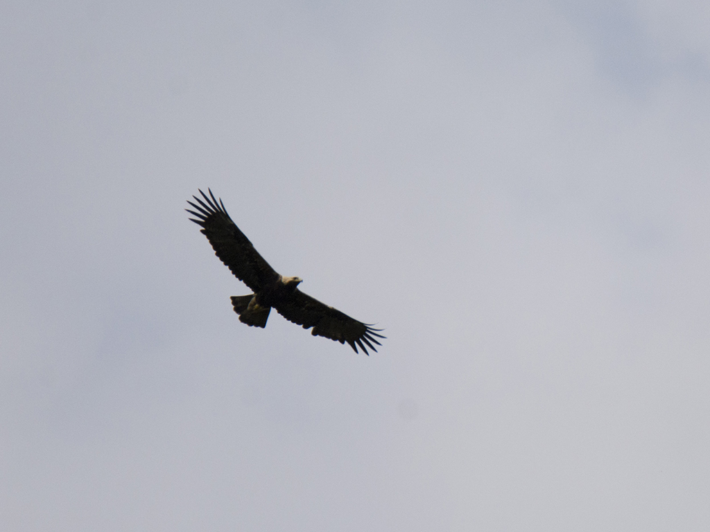 Eastern Imperial Eagle