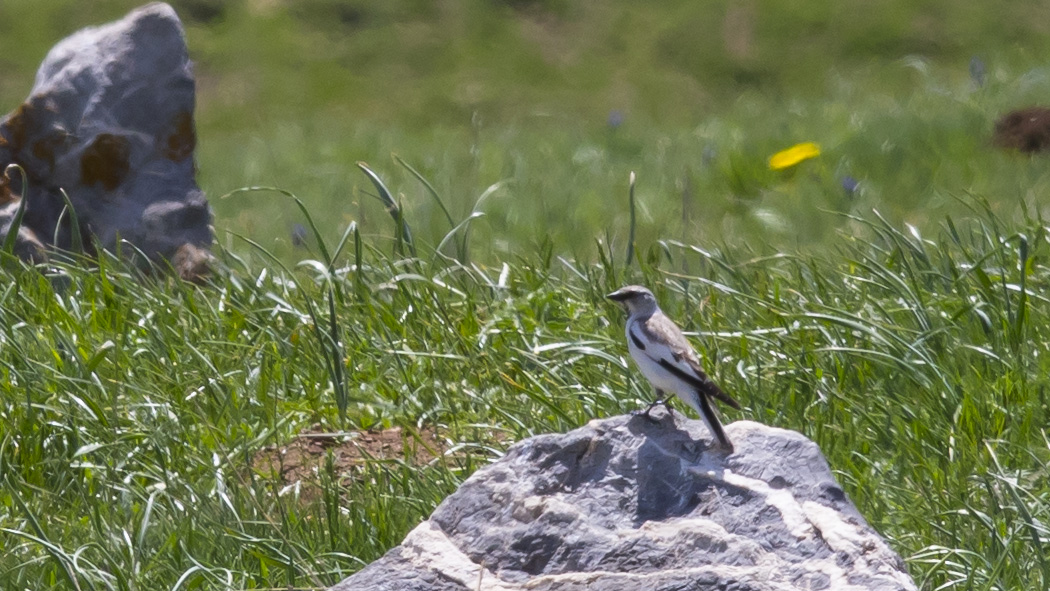 White-winged Snowfinch