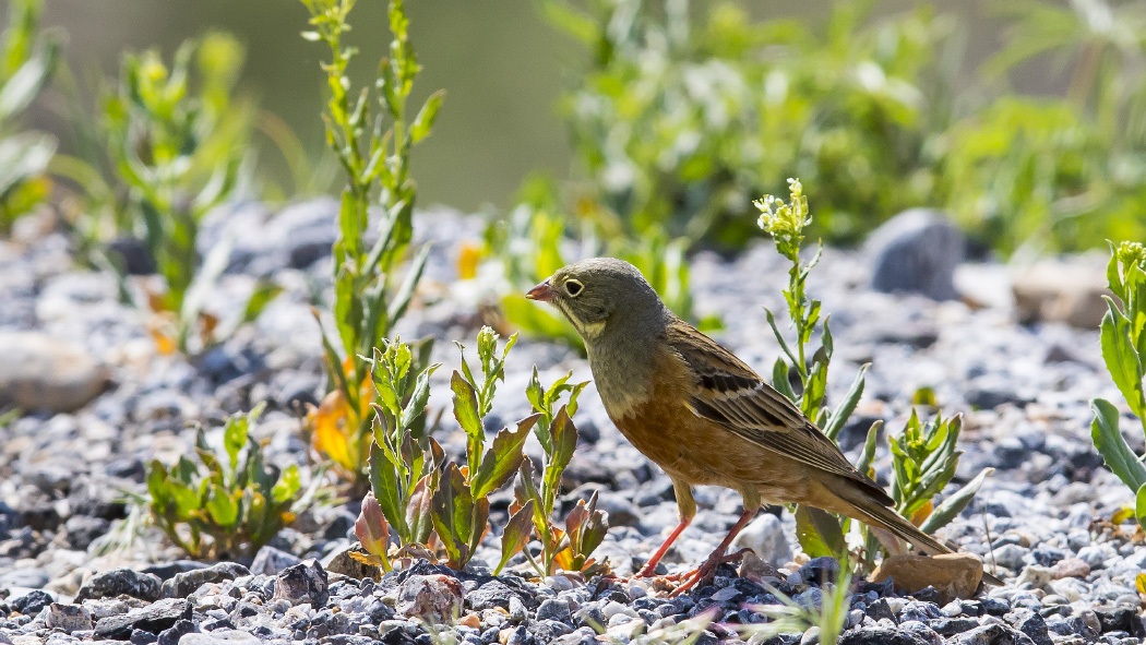 Ortolan Bunting